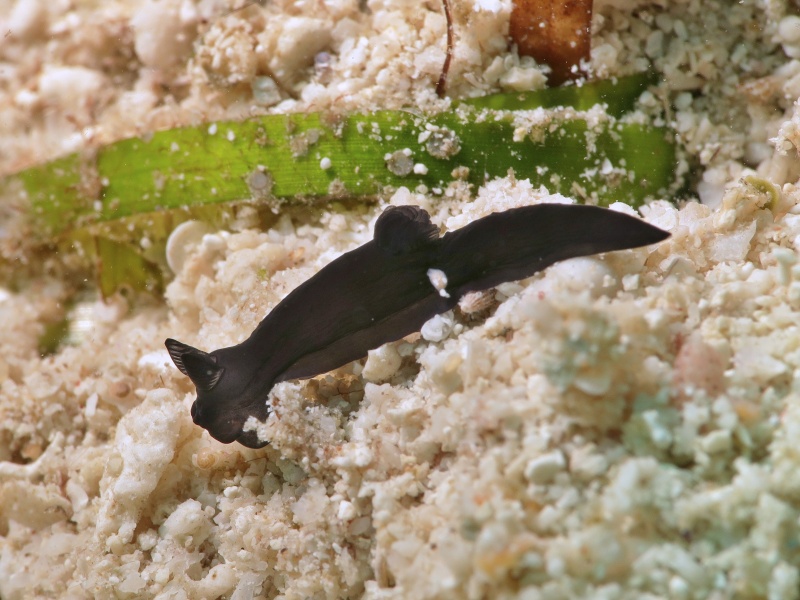 Gymnodoris nigricolor