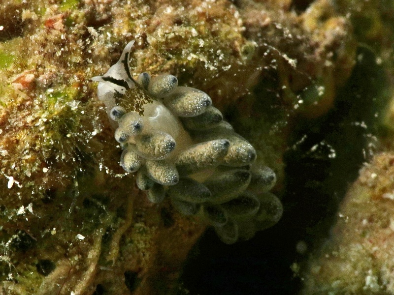 Ercolania endophytophaga
